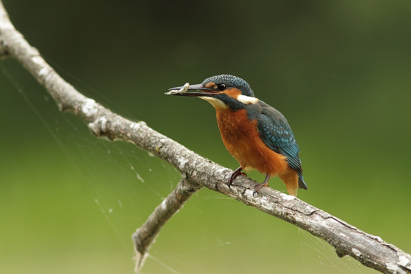 La pêche a été bonne 100724120801281866454069