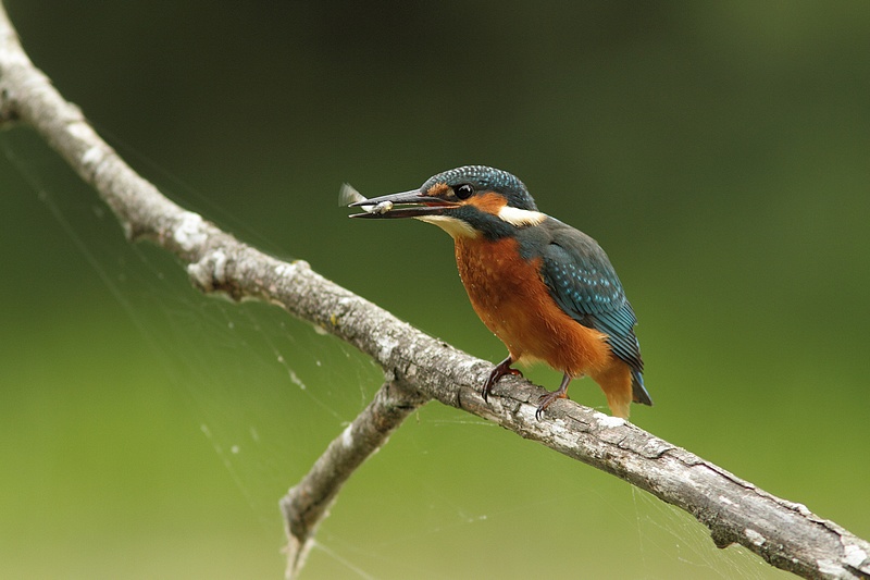 La pêche a été bonne 100724120801281866454070
