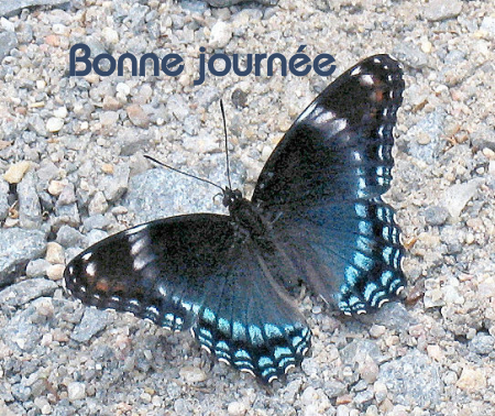 Bonne journée (mercredi 28 juillet) 100725034031148916460696