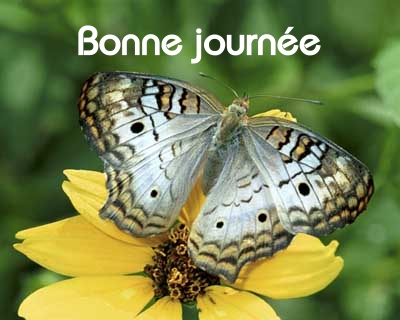 Bonne journée (lundi 26 juillet) 100725034640148916460719