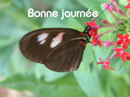 Bonne journée (vendredi 30 juillet) 100725035524148916460733