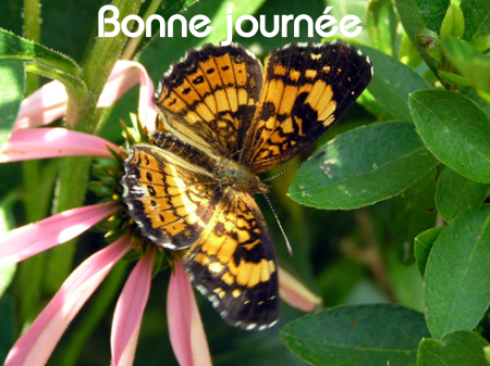 Bonne journée (samedi 31 juillet) 100725035622148916460736