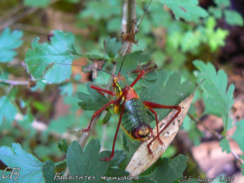 [Barbitistes serricauda] Barbitistes serricauda .. pour BB insecte - Le ...