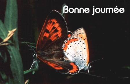 Bonne journée (mardi 03 août) 100802014844148916501744