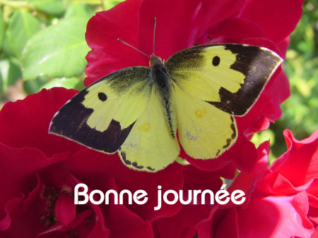 Bonne journée (vendredi 6 août) 100802015006148916501747