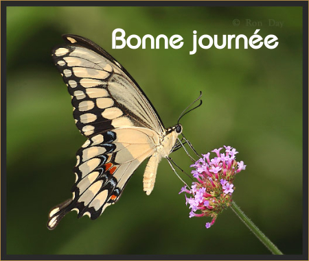 Bonne journée (samedi 7 août) 100802015030148916501748