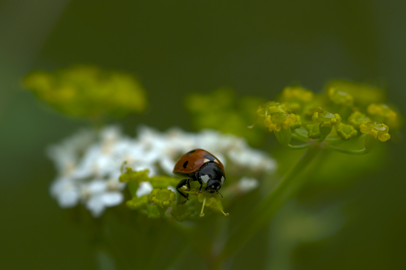 coccinelle  100803011237984886509464