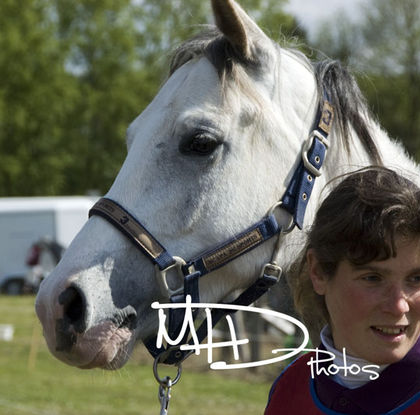 urgent recherche cheval 1008040222581114256513700