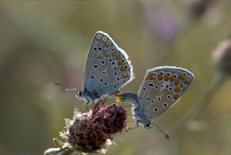 couple d'azuré 100804033413984886515672