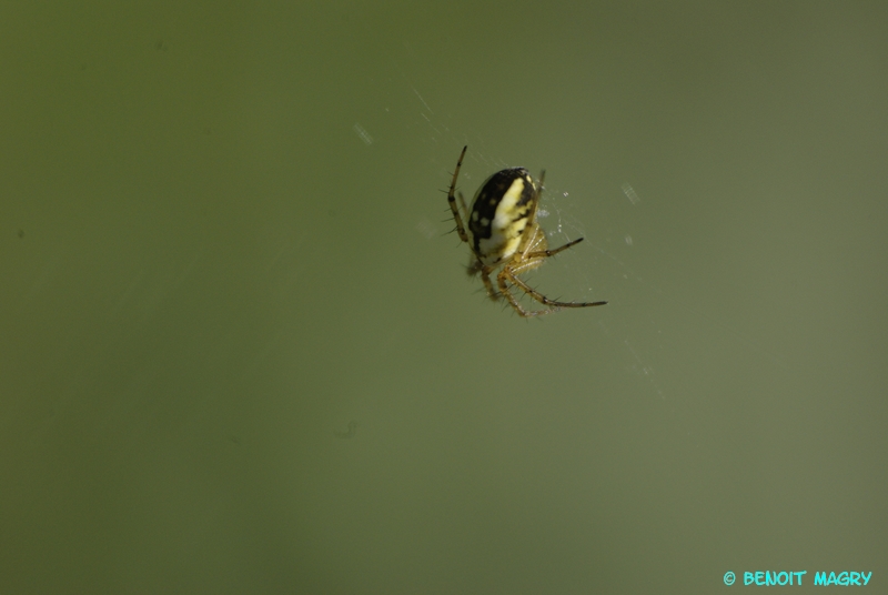 quelques essais de Macro au 70-300 sigma+bagues allonges..... 1008040955191081936514193