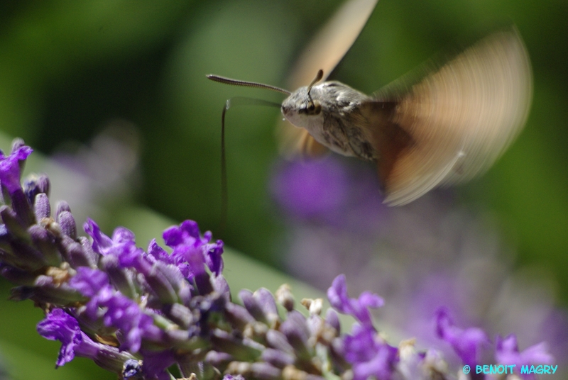 quelques essais de Macro au 70-300 sigma+bagues allonges..... 1008041003291081936514229