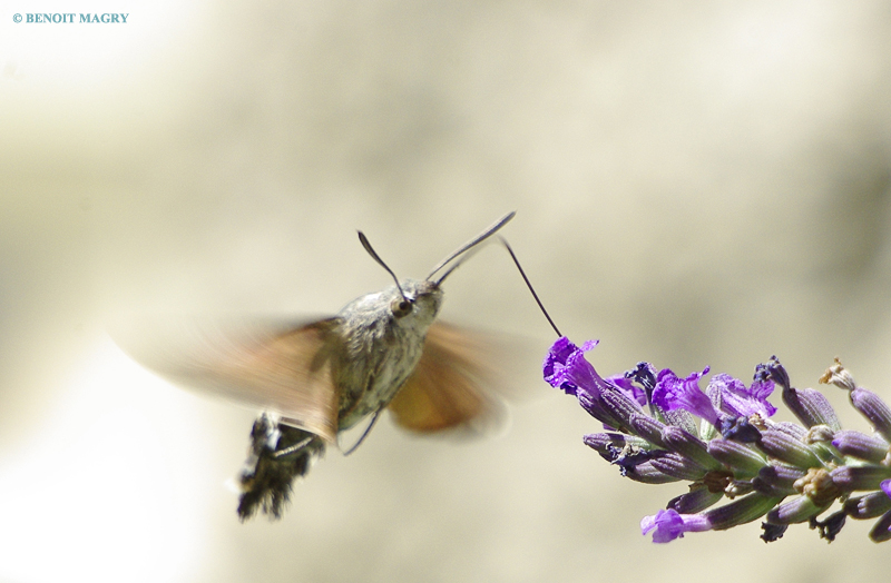 quelques essais de Macro au 70-300 sigma+bagues allonges..... 1008050952571081936517736