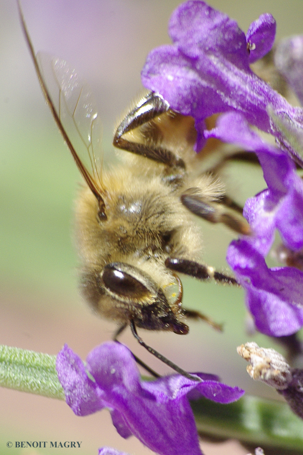 quelques essais de Macro au 70-300 sigma+bagues allonges..... 1008050953221081936517743