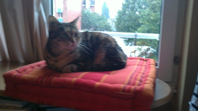 Choupie chatte adorable et sociable(HFX755) reserve - Page 2 1008190737111156236592412