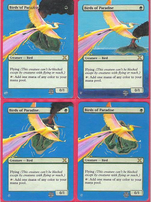 birds of paradise